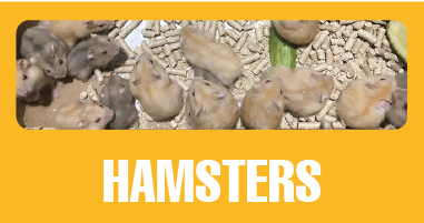 icon hamsters